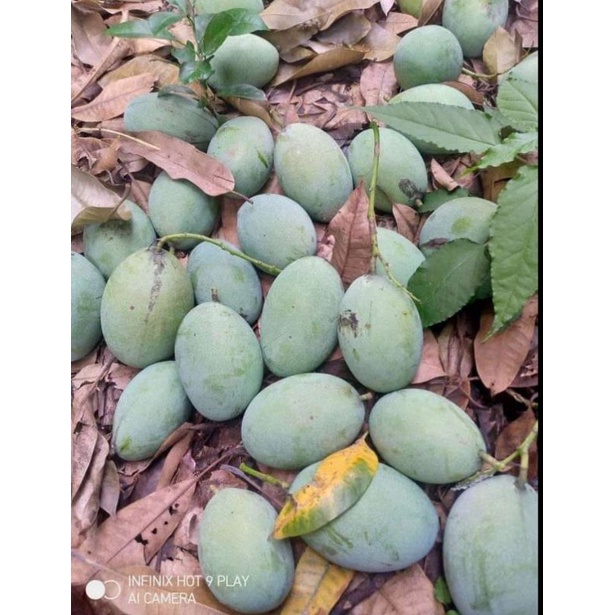 

mangga muda petisan 1 kg