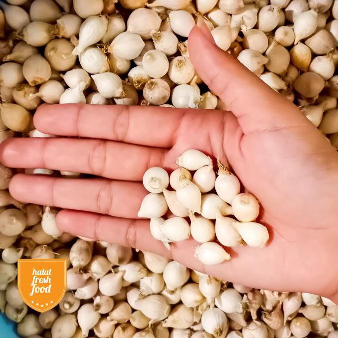 

Paling Dicari] Bawang Putih Tunggal Lokal / Bawang Lanang
