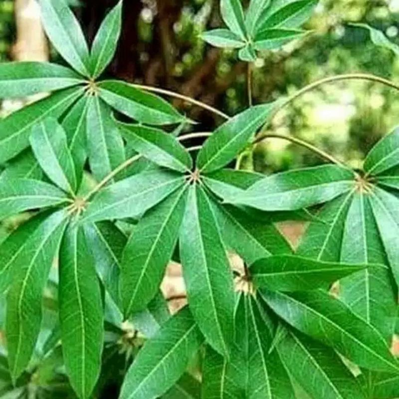 

daun kapuk randu segar 1kg