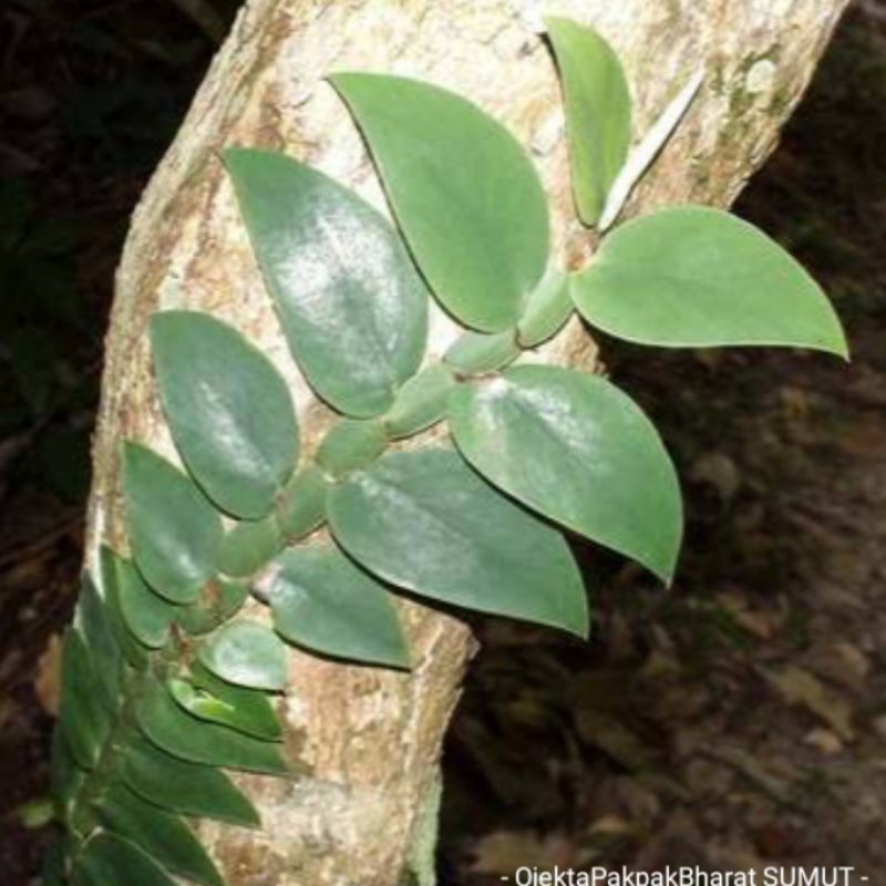 Tanaman Hias Rhaphidophora Crassifolia Tesa# Tanaman gantung Tanaman Gantung Tanaman Hutan Simsim