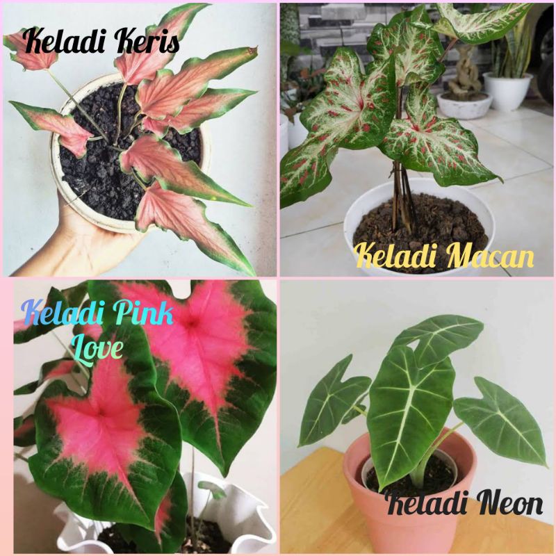 Paket 4 Tanaman Hias Jenis Keladi