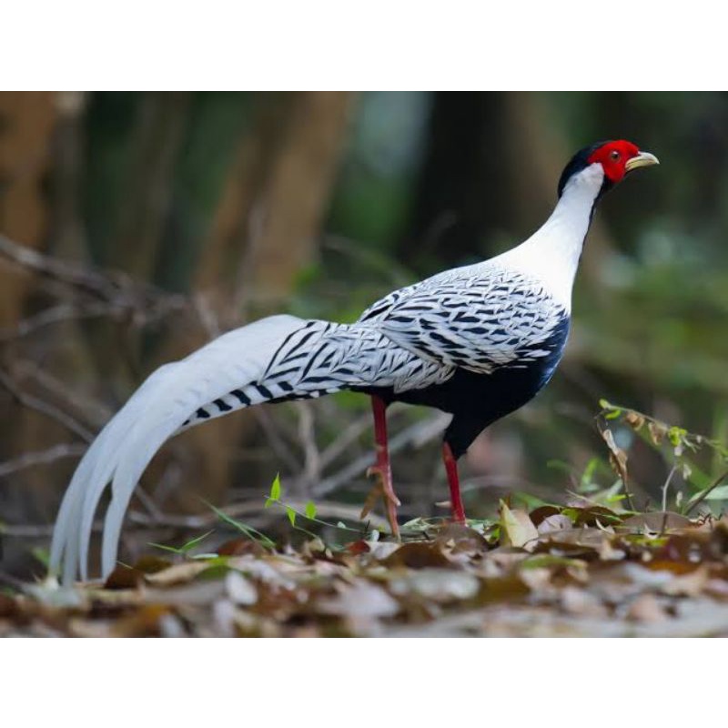 TELUR AYAM HIAS RINGNECK SILVER PHEASANT UNTUK DITETASKAN