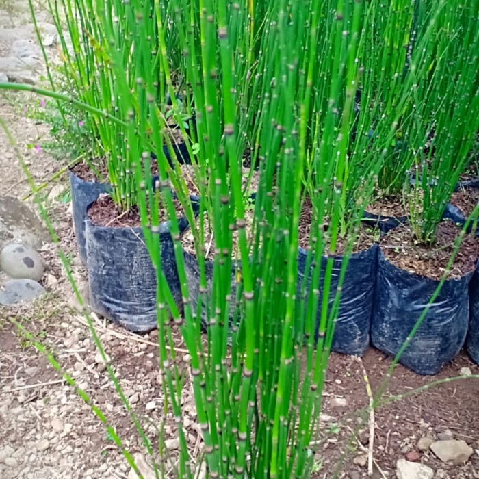 tanaman hias pot bambu air