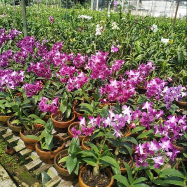 Anggrek dendrobium + pot / Anggrek Sonia
