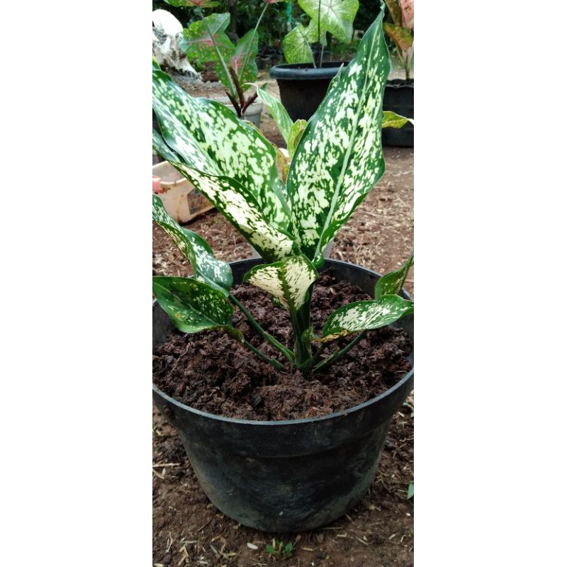 agronema snow white