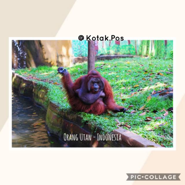 

ORANG UTAN INDONESIA HEWAN LANGKA KARTU POS POSTCARD FILATELI SURAT POSTCROSSING UCAPAN GROSIR UNIK