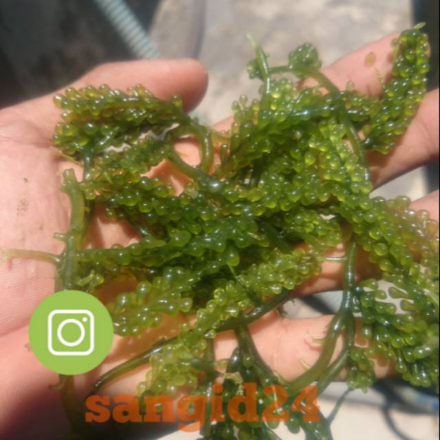 

Sea Grapes, Latoh, Anggur Laut, Lawilawi segar 300 gram