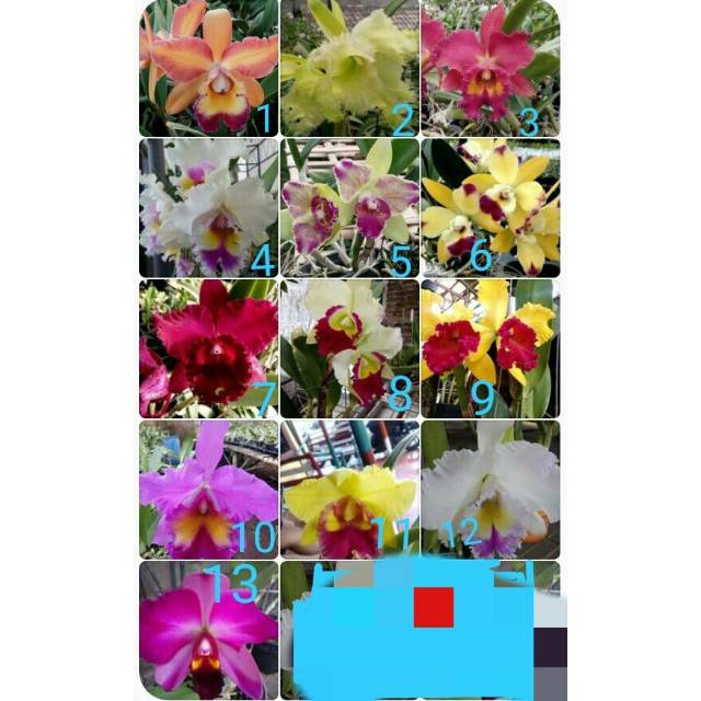 Anggrek Cattleya Remaja