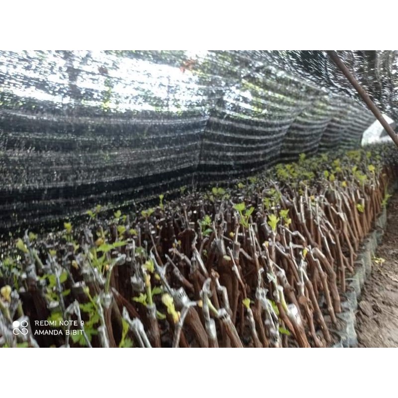 Cutting Grafting Anggur Import