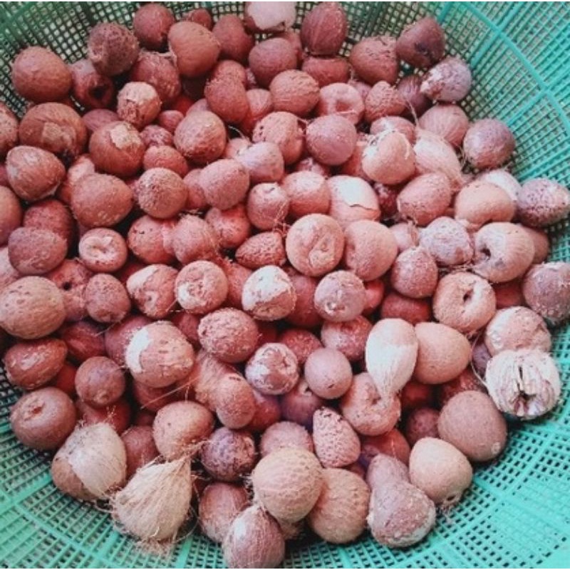Buah Pinang Tua Utuh Kupas 250 gram Untuk Mengatasi Mulut Kering