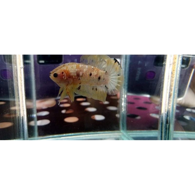 

YELLOW KOI COPPER (YELLOW COPPER)