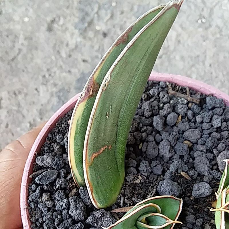 Sansivera tancap daun rorida varigata  + 2 anak
