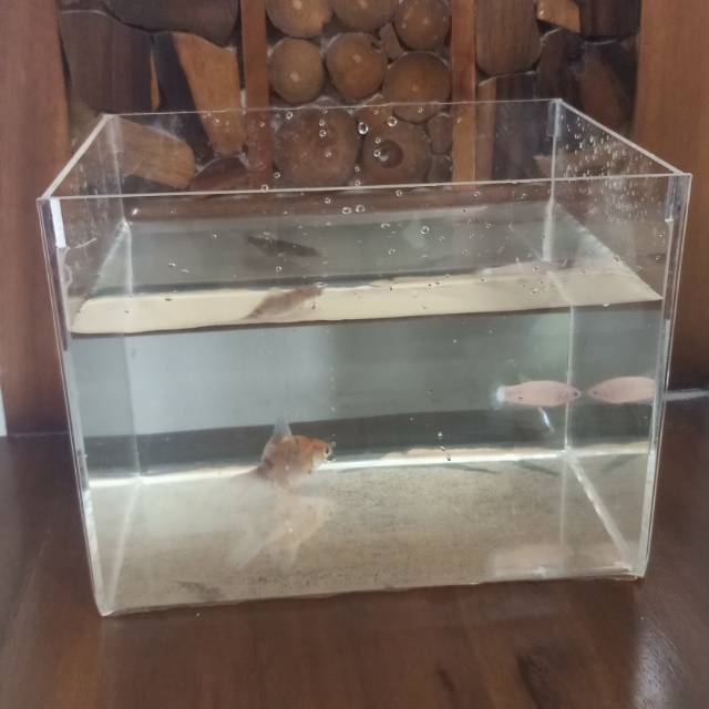 aquarium bening 20x15x15 atau 25x15x15