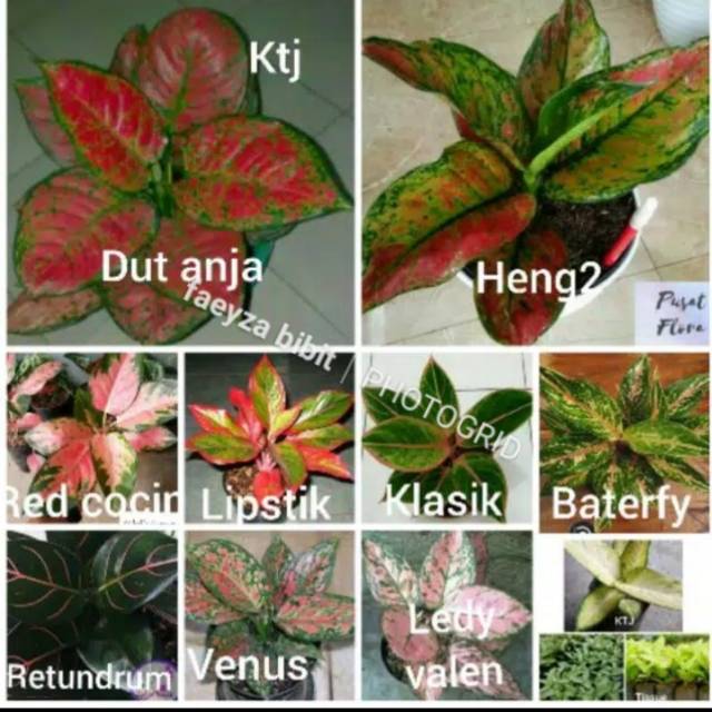 bunga aglonema 10 jenis