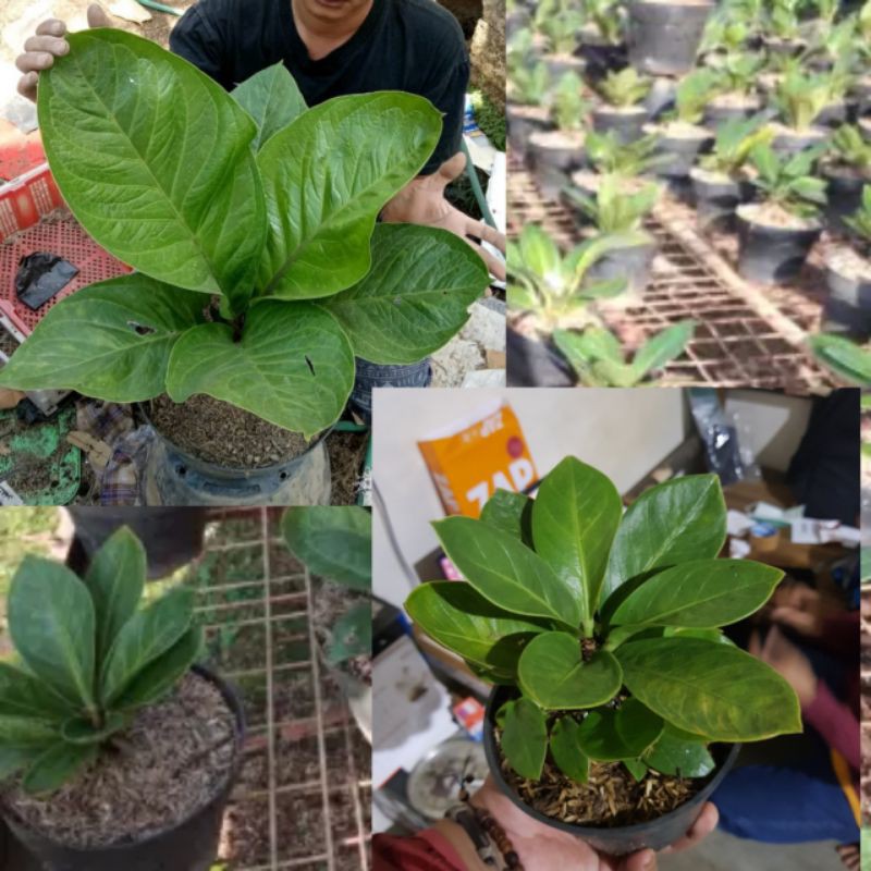 tanaman hias anthurium jemani mangkok - anthurium jemani mangkok - anthurium mangkok