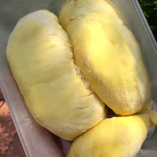 

Duren montong sulawesi