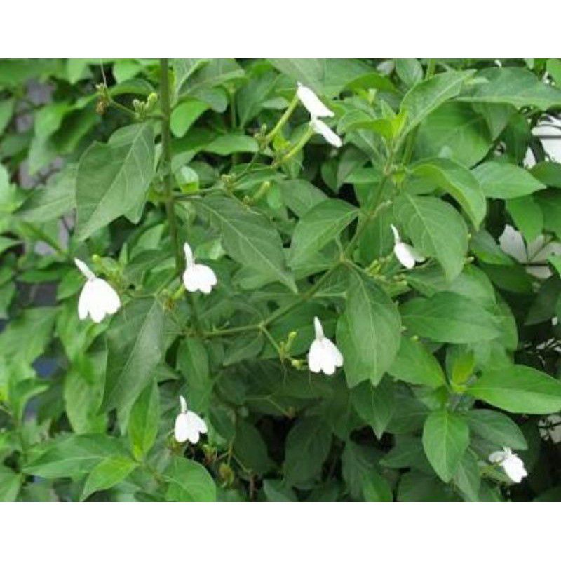 

DAUN TAREBAK SEGAR | TAREBA MANUKAN | DAUN BURUNG | RHINACANTHUS NASUTA
