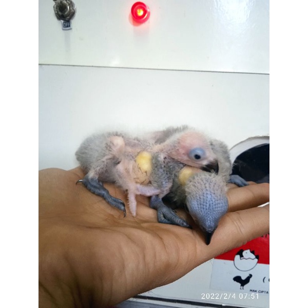 Lolohan Nuri (Rainbow Lori / Nuri pelangi)