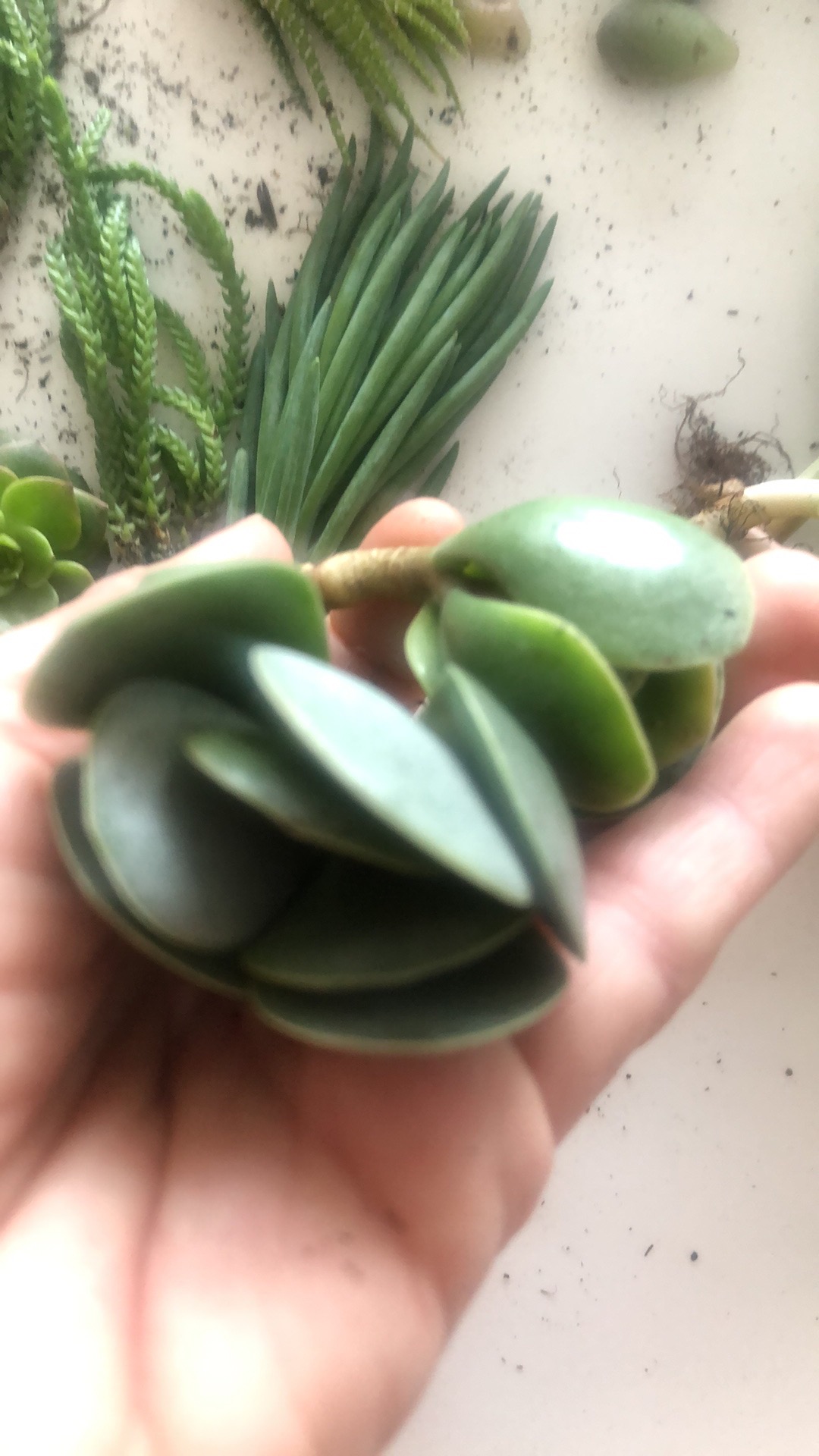 Tanaman Hias Sukulen/succulent Crasulla Arborescens