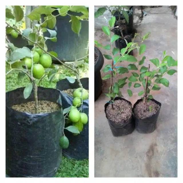 Bibit apel putsa / apel ( India )