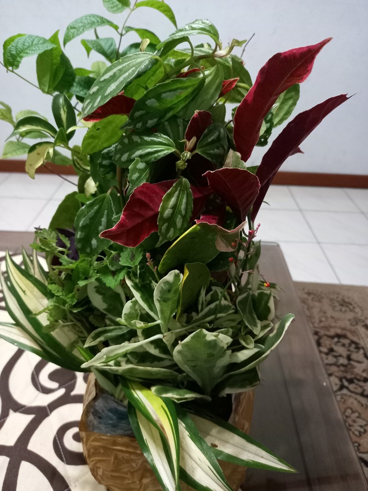 Tanaman Hias Puring Koin Puring Jengkol