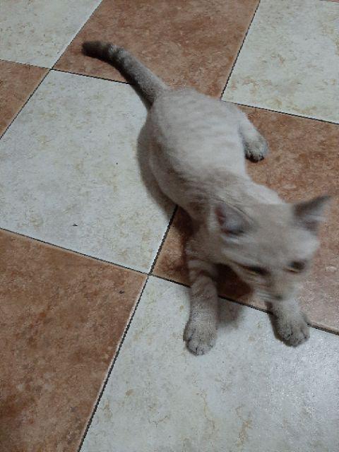 Payung Lipat 3 3d Cap Kapal