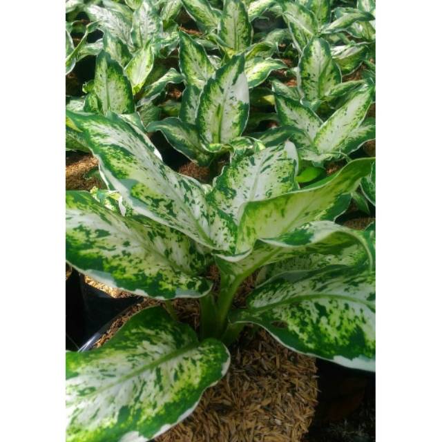 tanaman hias sri rejeki aglonema sri rejeki