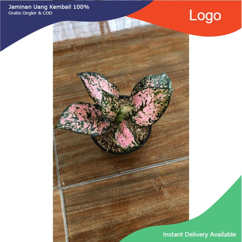 Tanaman Hias/Aglonema komkom orange anakan