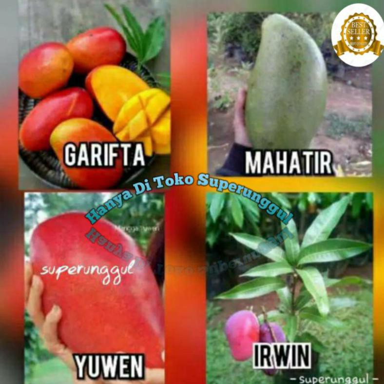 Satu paket (isi 4) bibit mangga super (irwin garifta mahatir yuwen)