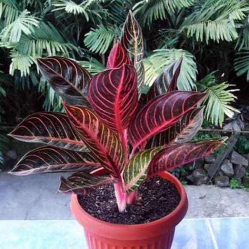 AGLONEMA FRIED OF SUMATRA (RED SUMATRA)