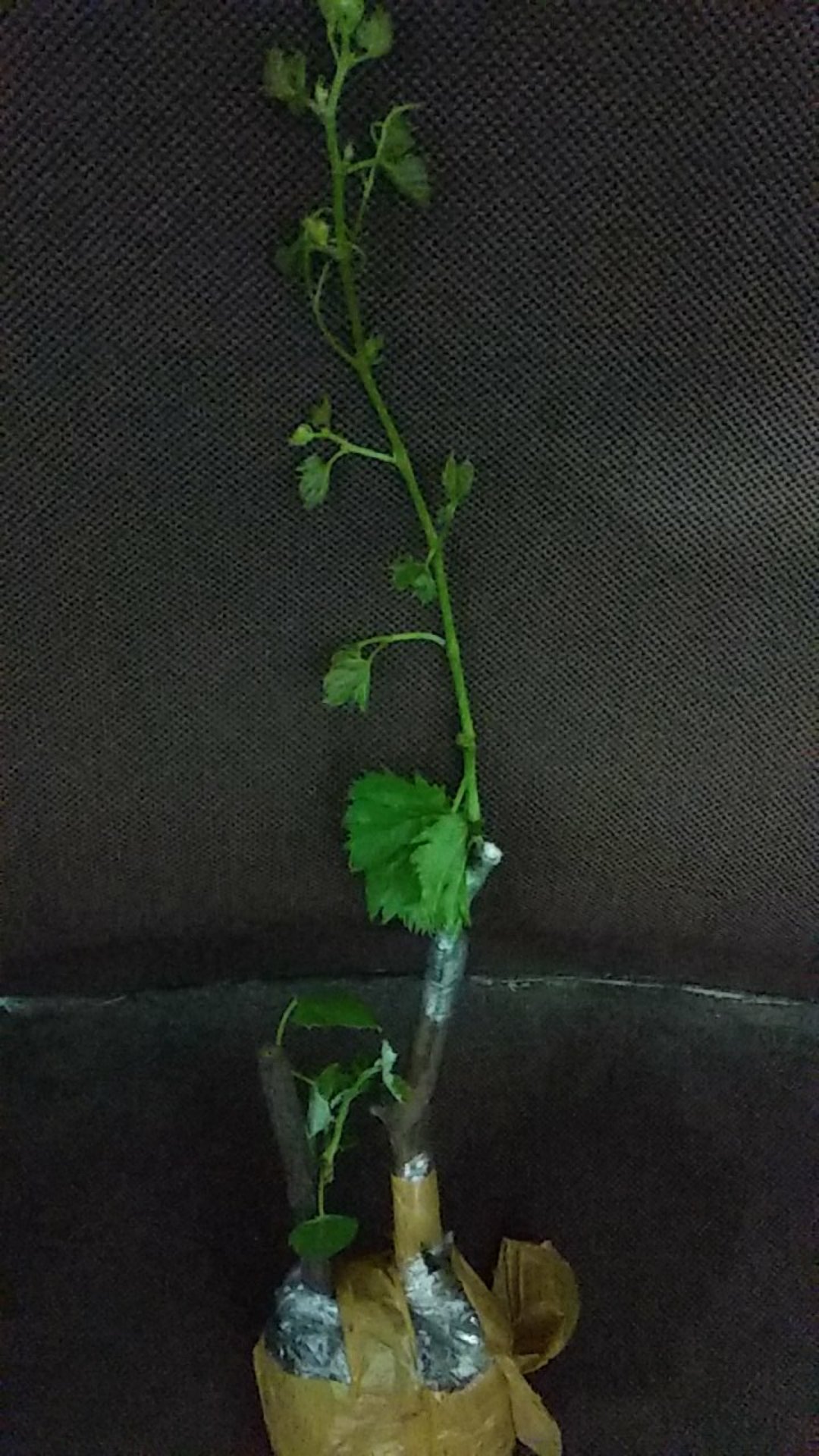 Bibit Anggur Import Ninel (grafting)