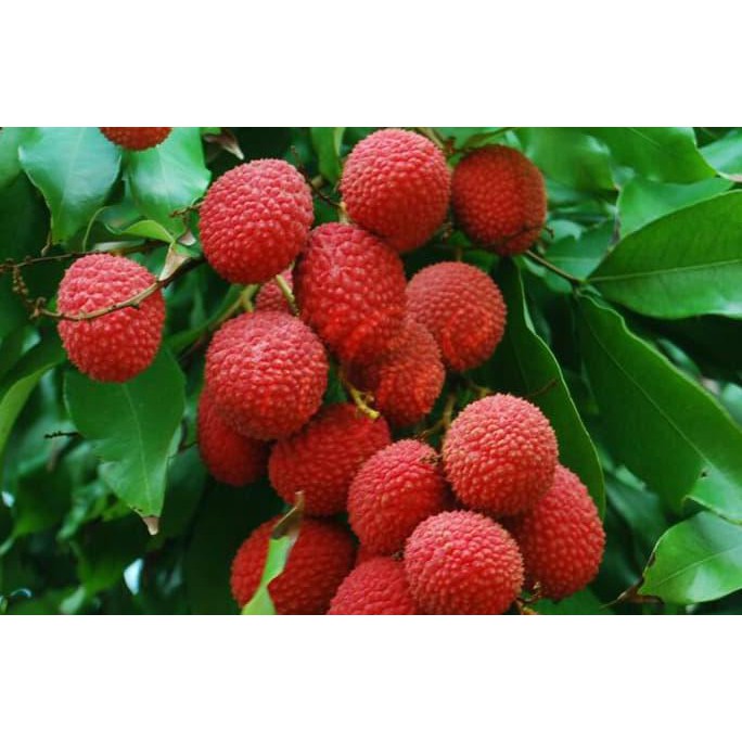 Bibit Tanaman Buah Leci Kom Dwarf Lychee *-*