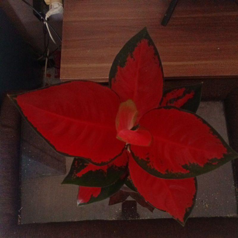 suksom jaipong dewasa