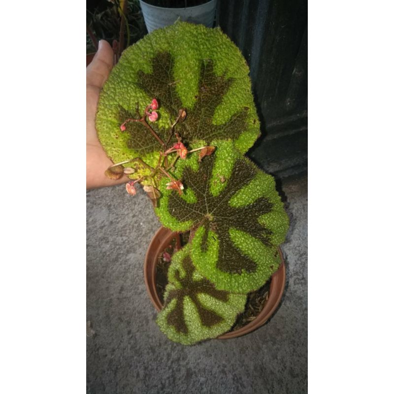 begonia karpet