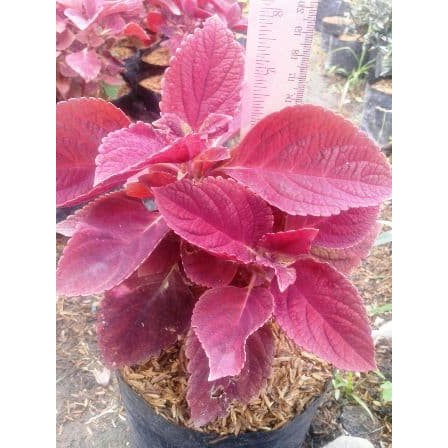 COLEUS MERAH