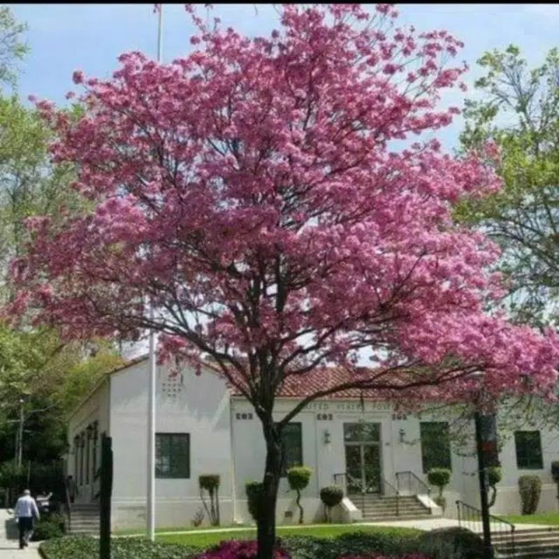 tabebuya pink-bibit tabebuya