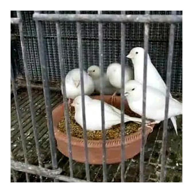 Jual Burung Kenari Putih Jaminan Jantan Mulai Bunyi