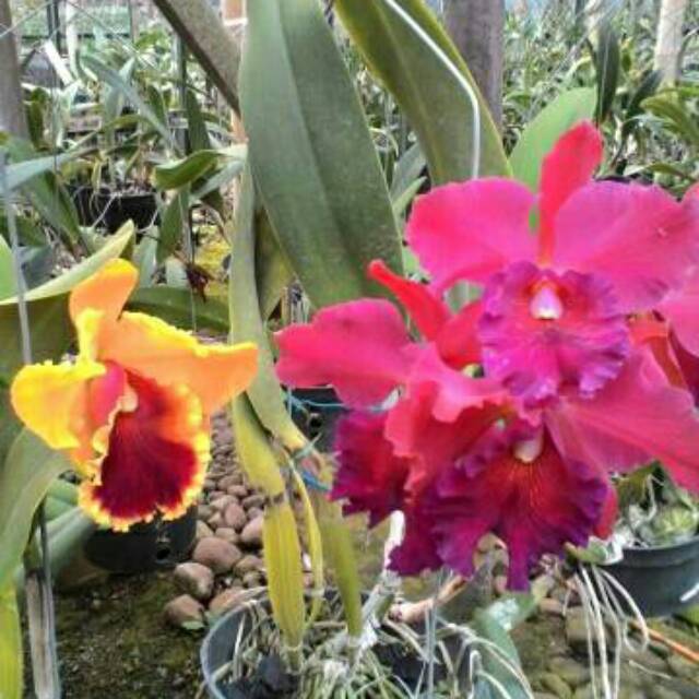  Anggrek  cattleya  dewasa hybrid bunga  besar murah Shopee 