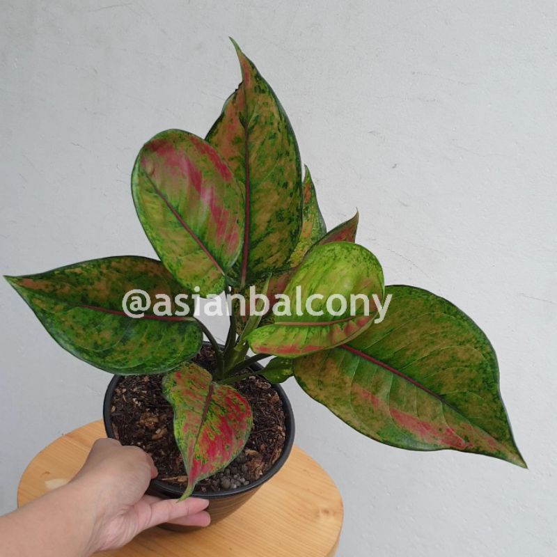 Aglaonema Hengheng | Tanaman hias aroid di pot