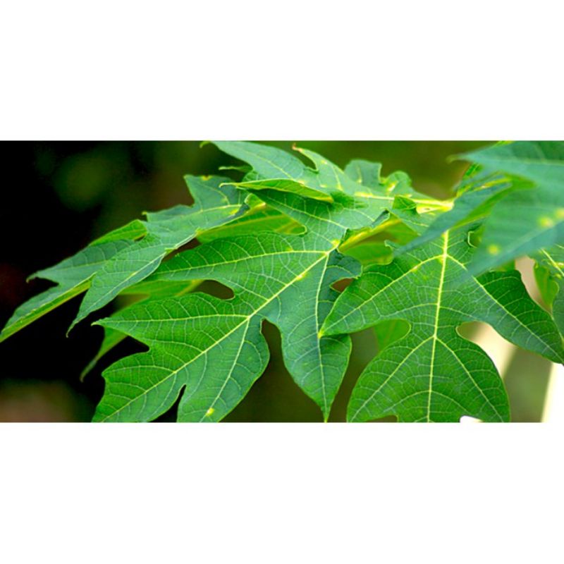 

Daun pepaya segar
