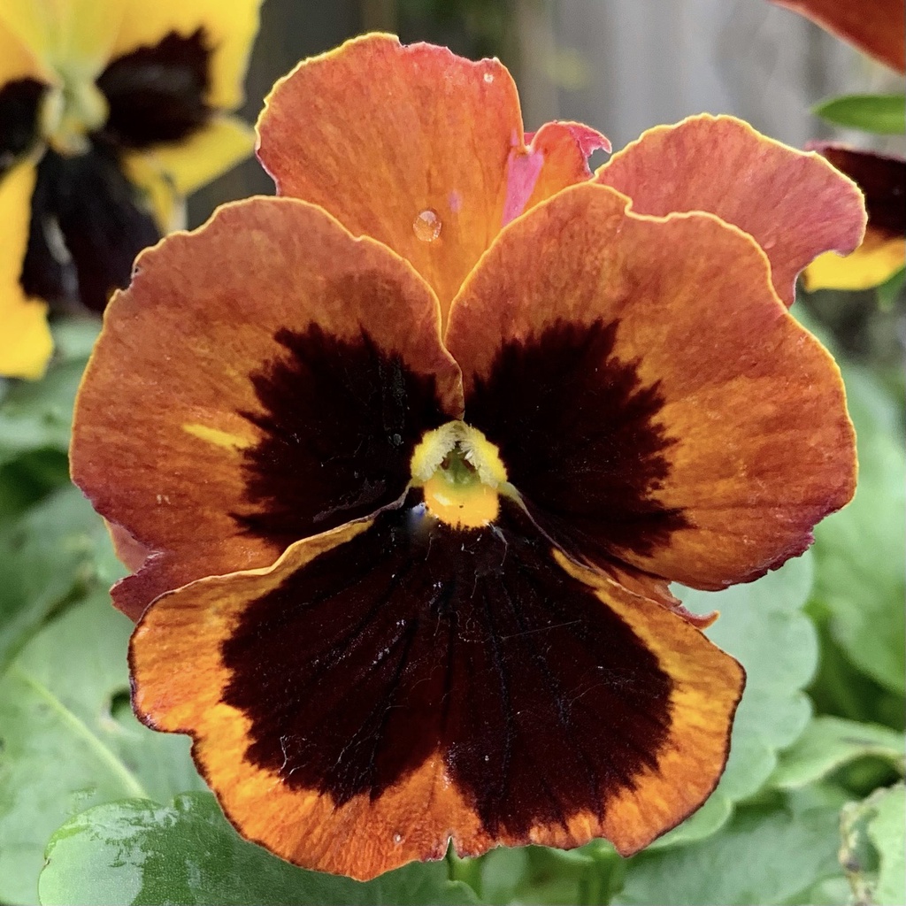 Benih Bibit Biji - Bunga Pansy Swiss Giant Flame Flower Seeds - IMPORT