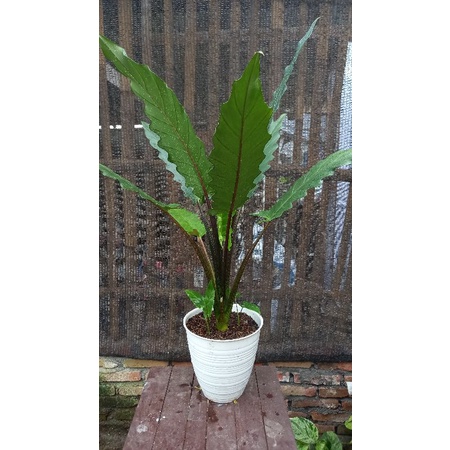 tanaman hias, anakan alokasia keris papua