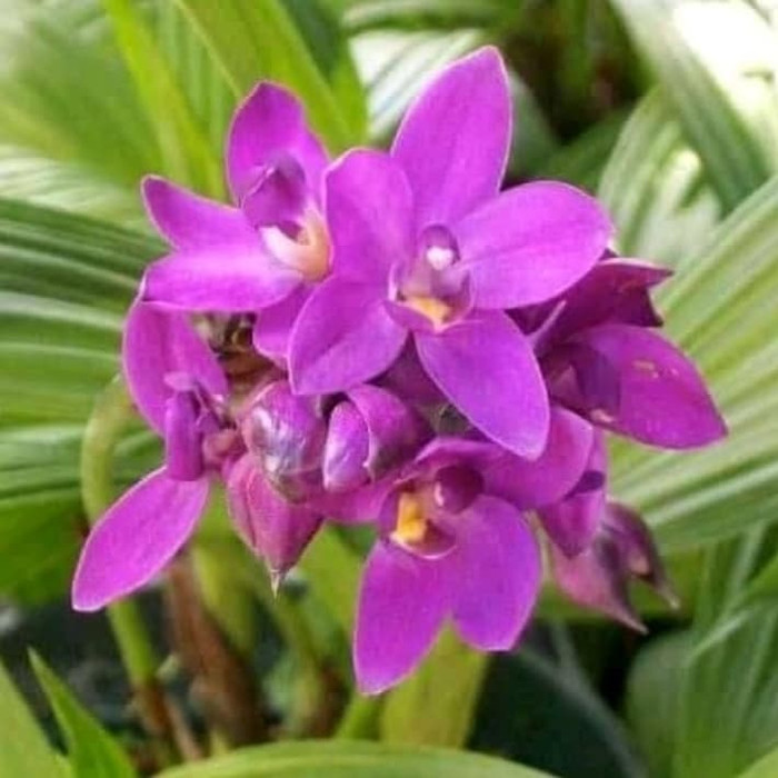 tanaman hias anggrek tanah/pohon hias anggrek tanah/anggrek tanah ungu