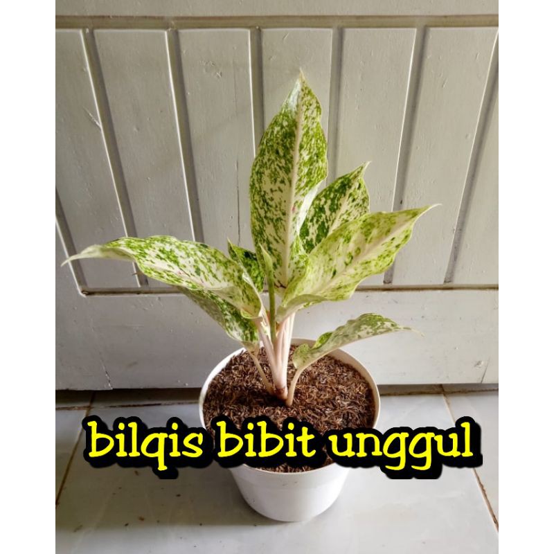 bunga aglonema striptis putih-bunga aglonema striptis white