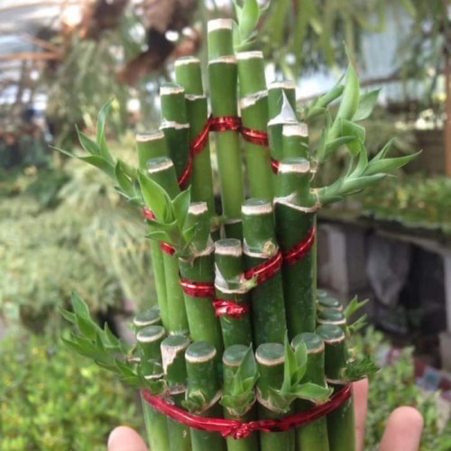 Bibit Tanaman Bunga Hias Bambu Rejeki Hoki Asli Hidup Murah Bergaransi