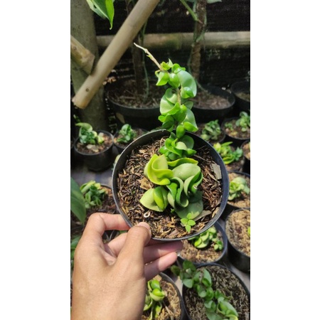 tanaman hias gantung hoya compacta