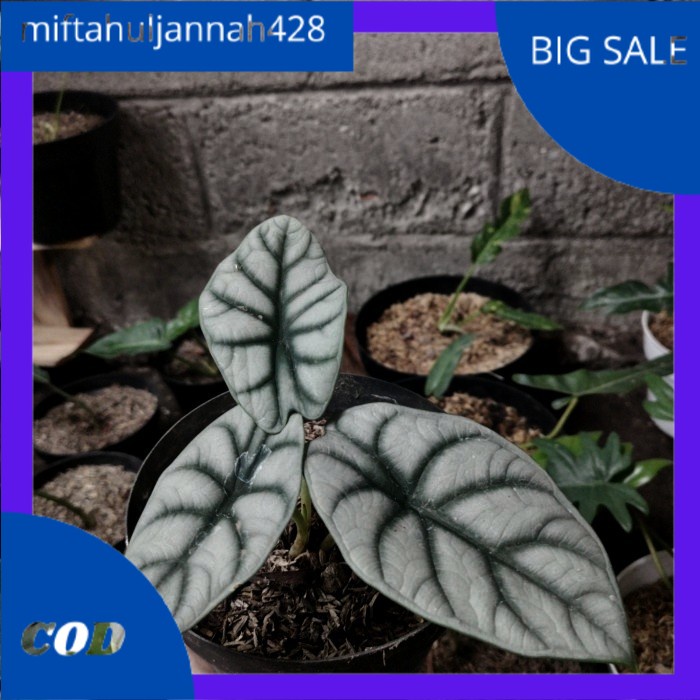 alocasia dragon silver daun 2-3