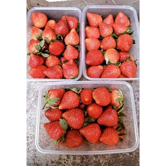 

Buah Stoberi Strawberry Lokal Jumbo