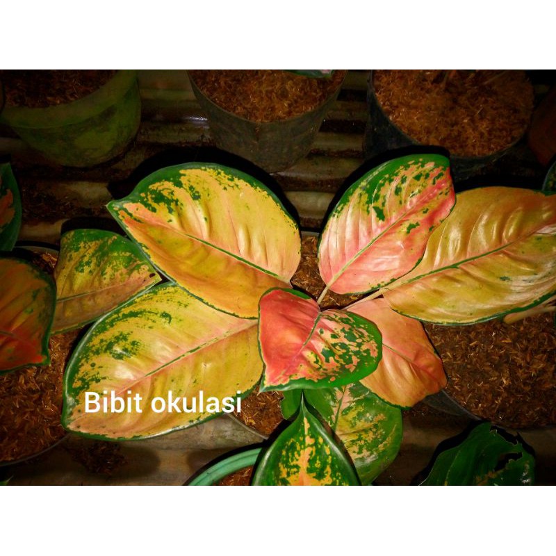 aglonema sultan Brunai dewasa