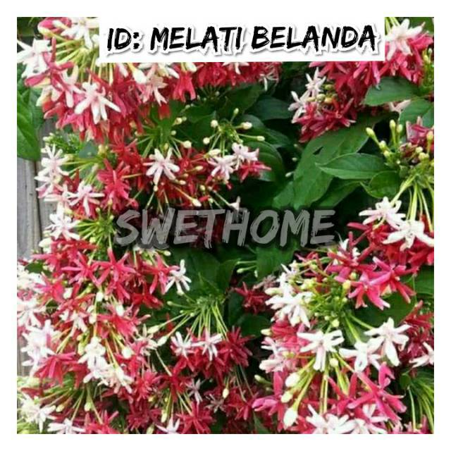 Tanaman hias rambat melati Belanda  rambat seribu bunga tumpuk